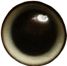Cat Eye